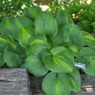 Hosta 'Holy Mole'